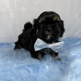King Magnus - Black and tan male Shih Tzu puppy in Columbia, Kentucky from Lisa Bandy Luxe Shih Tzu