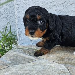Jet - Phantom female Bernedoodle puppy in Daytona Beach, Florida from Beach Doodles