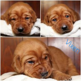 Vixen-Blue girl - Yellow female Labrador Retriever puppy in Twin Falls, Idaho from Whispering White Pines Labradors