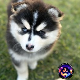 Rory - Black and white female Pomsky puppy in Schaumburg, Illinois from Lake in the hills Pomskies