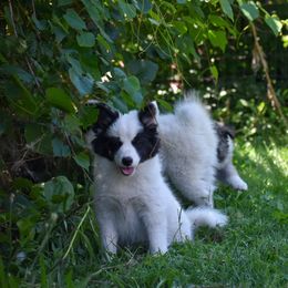 Mira - female Nenets Herding Laika puppy in Manns Choice, Pennsylvania from Mystic Winds Kennel