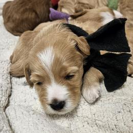 Fade - Cream male Goldendoodle puppy in Flat Rock, North Carolina from Sukisdoodles