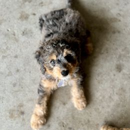 Australian Labradoodle, Bernedoodle, Cavapoo, and Poodle Puppies from Walk with Me Doodles