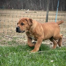 KUSHINA - Brown female Boerboel puppy in Pennsylvania from Cold River Boerboels