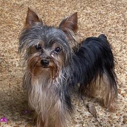 Harley - Yorkshire Terrier
