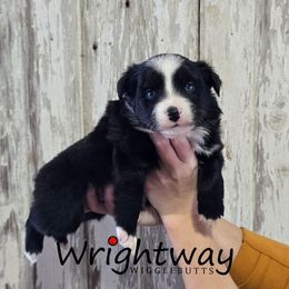 Barley - Black & white female Miniature Australian Shepherd puppy in Dowagiac, Michigan from Wrightway Wigglebutts