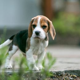 Beagle and Cavalier King Charles Spaniel Puppies from Kazuri Beagles and Cavaliers