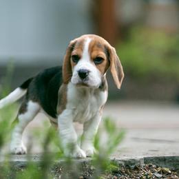 Beagle and Cavalier King Charles Spaniel Puppies from Kazuri Beagles and Cavaliers