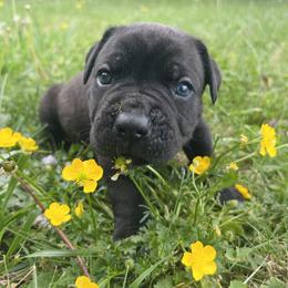 Red Collar - Black brindle male Cane Corso puppy in Kingsport, Tennessee from Gray Cane Corsos