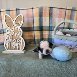 Boy 4 (Panda) - Brindle male Pug puppy in Auburn, Kentucky from Prentice Family Pugs