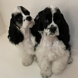 Cocker Spaniels from Eastwood Cockers