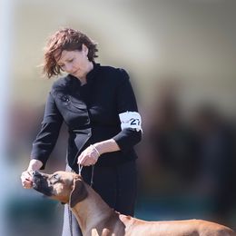 Rhodesian Ridgebacks from Ridgebacks of the Highland Rim