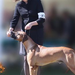 Rhodesian Ridgebacks from Ridgebacks of the Highland Rim