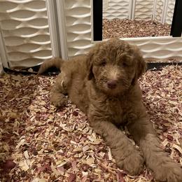 Labradoodle Puppies from CC Labradoodles