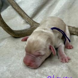 Clover - Yellow female Labrador Retriever puppy in Grants Pass, Oregon from KnR Antler Dogs ~ Labrador Retrievers & Corgis
