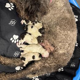 Puppy 1 - Brown roan male Lagotto Romagnolo puppy in Taft, Tennessee from Dolce Bosco Lagotto
