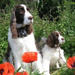 English Springer Spaniels from Ramblewood