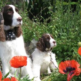 English Springer Spaniels from Ramblewood