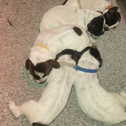 6 - Brown and gray male Wirehaired Pointing Griffon puppy in Clear Spring, Maryland from Moonshine's Wirehaired Pointing Griffons