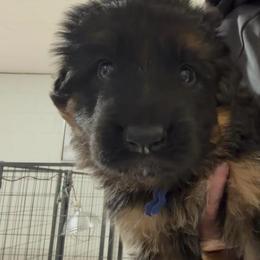 Boy 4 - Black and red male German Shepherd puppy in Valley Springs, South Dakota from Von Pasch German Shepherds