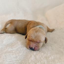 Cricket, light blue collar male - Golden male Golden Retriever puppy in Forest Hill, Texas from Gillit Family Goldens of NTX