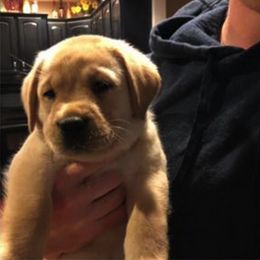 Labrador Retriever Puppies from MayCroft Labradors