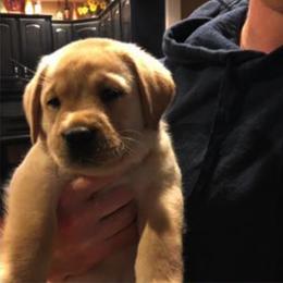 Labrador Retriever Puppies from MayCroft Labradors