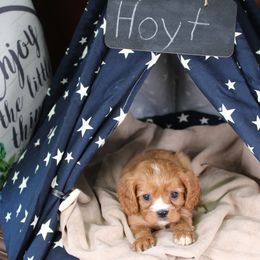 AKC Hoyt - Ruby male Cavalier King Charles Spaniel puppy in Albany, Indiana from Hatz Off Puppies