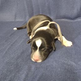 Goblin - Black and white male Cardigan Welsh Corgi puppy in Bland, Missouri from Shadey Lane Corgis