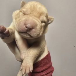 MATILDA. Tiny Red. - Red fawn female Chinese Shar-Pei puppy in Rome, Pennsylvania from Maynard Hills Chinese Sharpeis