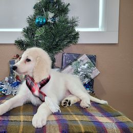 Sweetart - Parti female Goldendoodle puppy in Grabill, Indiana from Rose's Doodles