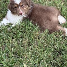 Red tri boy 2 - Red tri-color male Australian Shepherd puppy in Saint Augustine, Florida from NorthBeach Aussies