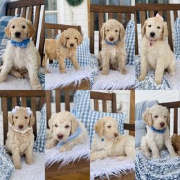 Goldendoodle Puppies from Lakeside Doodles MN