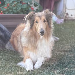 Luna - Collie