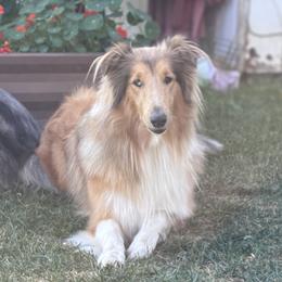 Luna - Collie