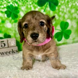 Girl one - Brindle female Dachshund puppy in Lakeland, Florida from Ruthie’s Rich Mini Dachshunds