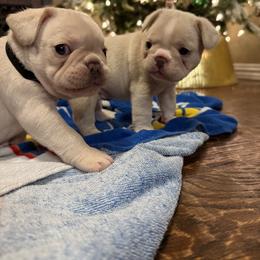 French Bulldog Puppies from Mathew Household Frenchies
