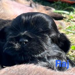 Raj - Chocolate male Shih Tzu puppy in Bloomfield, Indiana from Meihem Pups