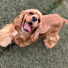 CHAMP - Cocker Spaniel