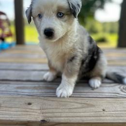 America - Blue merle female Miniature Australian Shepherd puppy in Doddridge, Arkansas from Huddleston Farm