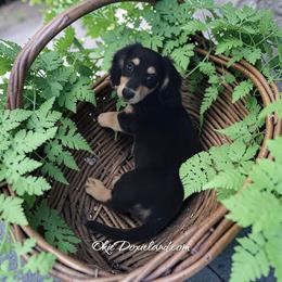 Vinder - Black and cream male Dachshund puppy in Oklahoma City, Oklahoma from OkieDoxieland Dachshunds