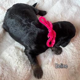 Celine - Phantom female Bernedoodle puppy in Horseshoe Bend, Idaho from Over the Moon Poodles and Doodles