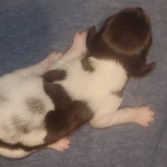 Kleine Munsterlander Puppies from Prairie State Kennel