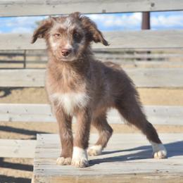 Fortune - Red female Aussiedoodle puppy in Delta, Colorado from PTK Ranch