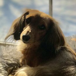 Kyra - Dachshund