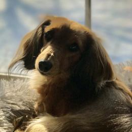 Kyra - Dachshund
