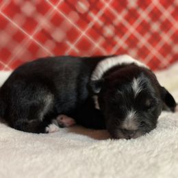 Australian Shepherd Puppies from M3 Sassafrass Ranch