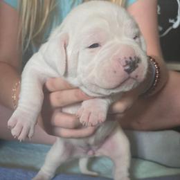 Millie - White female American Bulldog puppy in Abita Springs, Louisiana from Slumski's Bulldogs