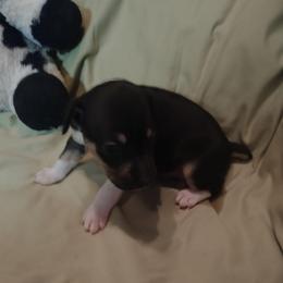 Dasha - Black tan and white female Rat Terrier puppy in Harbison Canyon, California from Manumit Rat Terriers