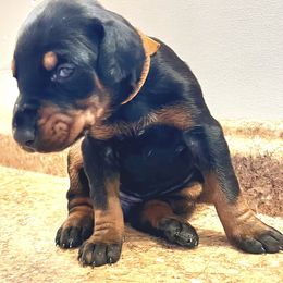 Girl-ESME - Black and rust female Doberman Pinscher puppy in Columbia, Maryland from Storm Cloud Doberman